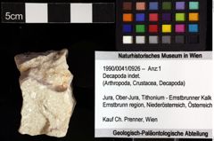 Foto (Objket + Etiketten) von Decapoda indet. 